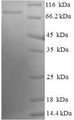 LDB3 / ZASP Protein - (Tris-Glycine gel) Discontinuous SDS-PAGE (reduced) with 5% enrichment gel and 15% separation gel.