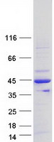 LDB3 / ZASP Protein - Purified recombinant protein LDB3 was analyzed by SDS-PAGE gel and Coomassie Blue Staining