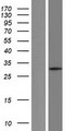 LDHA / LDH1 Protein - Western validation with an anti-DDK antibody * L: Control HEK293 lysate R: Over-expression lysate