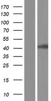 LDHA / LDH1 Protein - Western validation with an anti-DDK antibody * L: Control HEK293 lysate R: Over-expression lysate