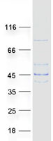 LDHAL6B Protein - Purified recombinant protein LDHAL6B was analyzed by SDS-PAGE gel and Coomassie Blue Staining