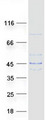 LDHAL6B Protein - Purified recombinant protein LDHAL6B was analyzed by SDS-PAGE gel and Coomassie Blue Staining