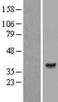 LDHC / Lactate Dehydrogenase C Protein - Western validation with an anti-DDK antibody * L: Control HEK293 lysate R: Over-expression lysate