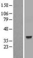 LDHC / Lactate Dehydrogenase C Protein - Western validation with an anti-DDK antibody * L: Control HEK293 lysate R: Over-expression lysate