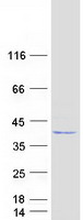 LDHC / Lactate Dehydrogenase C Protein - Purified recombinant protein LDHC was analyzed by SDS-PAGE gel and Coomassie Blue Staining