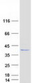 LDHC / Lactate Dehydrogenase C Protein - Purified recombinant protein LDHC was analyzed by SDS-PAGE gel and Coomassie Blue Staining