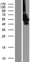 LDHD / Lactate Dehydrogenase D Protein - Western validation with an anti-DDK antibody * L: Control HEK293 lysate R: Over-expression lysate