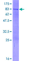 LDHD / Lactate Dehydrogenase D Protein - 12.5% SDS-PAGE of human LDHD stained with Coomassie Blue