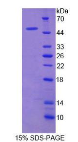 LDHD / Lactate Dehydrogenase D Protein - Recombinant  Lactate Dehydrogenase D By SDS-PAGE
