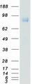 LDLR / LDL Receptor Protein - Purified recombinant protein LDLR was analyzed by SDS-PAGE gel and Coomassie Blue Staining