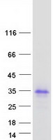 LDLRAD1 Protein - Purified recombinant protein LDLRAD1 was analyzed by SDS-PAGE gel and Coomassie Blue Staining
