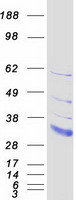 LDLRAD2 Protein - Purified recombinant protein LDLRAD2 was analyzed by SDS-PAGE gel and Coomassie Blue Staining