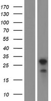 LDLRAD4 / C18orf1 Protein - Western validation with an anti-DDK antibody * L: Control HEK293 lysate R: Over-expression lysate