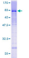 LEF1 Protein - 12.5% SDS-PAGE of human LEF1 stained with Coomassie Blue