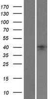 LEFTYB / LEFTY1 Protein - Western validation with an anti-DDK antibody * L: Control HEK293 lysate R: Over-expression lysate