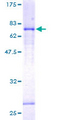 LEFTYB / LEFTY1 Protein - 12.5% SDS-PAGE of human LEFTY1 stained with Coomassie Blue