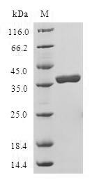 LELP1 Protein - (Tris-Glycine gel) Discontinuous SDS-PAGE (reduced) with 5% enrichment gel and 15% separation gel.