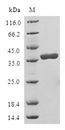 LELP1 Protein - (Tris-Glycine gel) Discontinuous SDS-PAGE (reduced) with 5% enrichment gel and 15% separation gel.