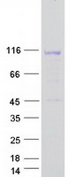 LEMD3 / MAN1 Protein - Purified recombinant protein LEMD3 was analyzed by SDS-PAGE gel and Coomassie Blue Staining