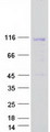 LEMD3 / MAN1 Protein - Purified recombinant protein LEMD3 was analyzed by SDS-PAGE gel and Coomassie Blue Staining