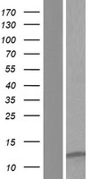 LENEP Protein - Western validation with an anti-DDK antibody * L: Control HEK293 lysate R: Over-expression lysate
