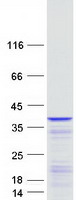 LENG1 Protein - Purified recombinant protein LENG1 was analyzed by SDS-PAGE gel and Coomassie Blue Staining