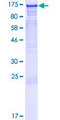 LEO1 Protein - 12.5% SDS-PAGE of human LEO1 stained with Coomassie Blue