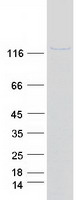 LEO1 Protein - Purified recombinant protein LEO1 was analyzed by SDS-PAGE gel and Coomassie Blue Staining