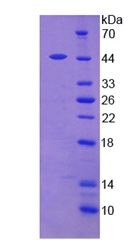 Leptin Protein - Active Leptin (LEP) by SDS-PAGE