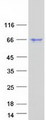 LEREPO4 / ZC3H15 Protein - Purified recombinant protein ZC3H15 was analyzed by SDS-PAGE gel and Coomassie Blue Staining