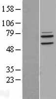 LETM1 Protein - Western validation with an anti-DDK antibody * L: Control HEK293 lysate R: Over-expression lysate