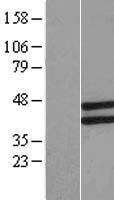 LETMD1 / HCCR1 Protein - Western validation with an anti-DDK antibody * L: Control HEK293 lysate R: Over-expression lysate
