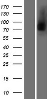 LF / LTF / Lactoferrin Protein - Western validation with an anti-DDK antibody * L: Control HEK293 lysate R: Over-expression lysate