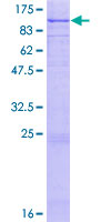 LF / LTF / Lactoferrin Protein - 12.5% SDS-PAGE of human LTF stained with Coomassie Blue