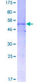 LFNG / Lunatic Fringe Protein - 12.5% SDS-PAGE of human LFNG stained with Coomassie Blue