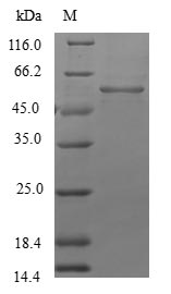 LFNG / Lunatic Fringe Protein - (Tris-Glycine gel) Discontinuous SDS-PAGE (reduced) with 5% enrichment gel and 15% separation gel.
