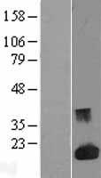 LGALS1 / Galectin 1 Protein - Western validation with an anti-DDK antibody * L: Control HEK293 lysate R: Over-expression lysate
