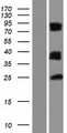 LGALS12 / Galectin 12 Protein - Western validation with an anti-DDK antibody * L: Control HEK293 lysate R: Over-expression lysate
