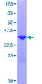 LGALS13 / Galectin 13 Protein - 12.5% SDS-PAGE of human LGALS13 stained with Coomassie Blue