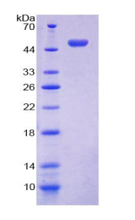 LGALS13 / Galectin 13 Protein - Recombinant Placental Protein 13 By SDS-PAGE