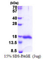 LGALS13 / Galectin 13 Protein
