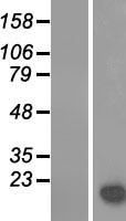 LGALS14 / CLC2 Protein - Western validation with an anti-DDK antibody * L: Control HEK293 lysate R: Over-expression lysate