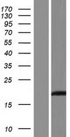 LGALS16 Protein - Western validation with an anti-DDK antibody * L: Control HEK293 lysate R: Over-expression lysate