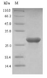LGALS2 / Galectin 2 Protein - (Tris-Glycine gel) Discontinuous SDS-PAGE (reduced) with 5% enrichment gel and 15% separation gel.