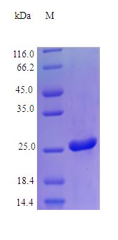 LGALS3 / Galectin 3 Protein