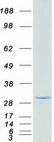 LGALS3 / Galectin 3 Protein - Purified recombinant protein LGALS3 was analyzed by SDS-PAGE gel and Coomassie Blue Staining