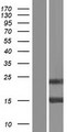 LGALS7 / Galectin 7 Protein - Western validation with an anti-DDK antibody * L: Control HEK293 lysate R: Over-expression lysate