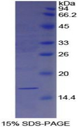 LGALS7 / Galectin 7 Protein - Recombinant Galectin 7 By SDS-PAGE