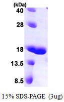 LGALS7 / Galectin 7 Protein