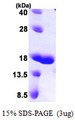 LGALS7 / Galectin 7 Protein